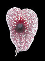 Aristolochia grandiflora, la flor más larga y pestilente del mundo